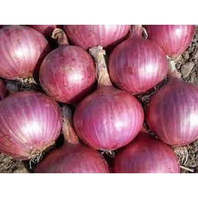 Onion