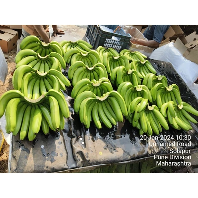 G9 Cavendish Banana