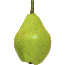 Pear - Indian