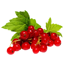 Red Currant