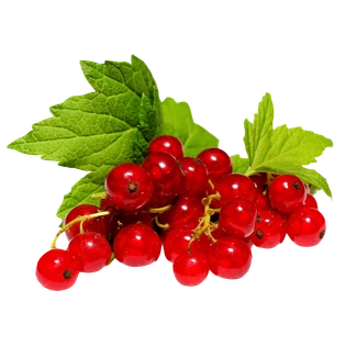 Red Currant