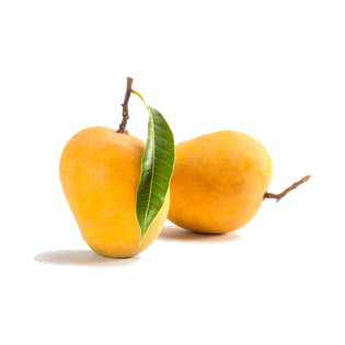 Alphonso Mango