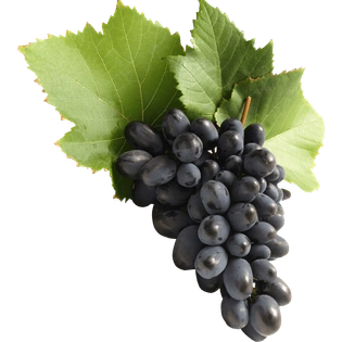 Black Grapes