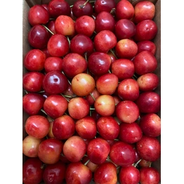 Cherry - Indian