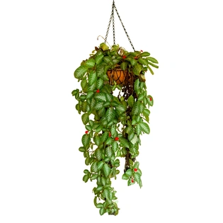 nana 12 inch hanging coirpot