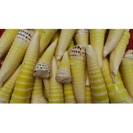 Bamboo Shoots