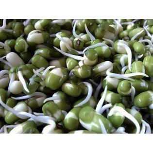 Bean Sprouts