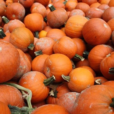 Pumpkin'Radicchio