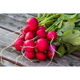 Radish