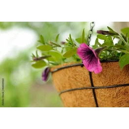 Coir Hanging Basket 12 Inch