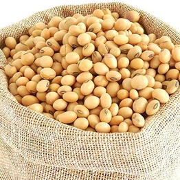 Soya Bean