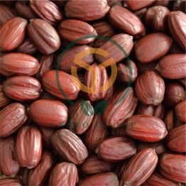 Jojoba Seeds