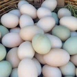 Duck Eggs