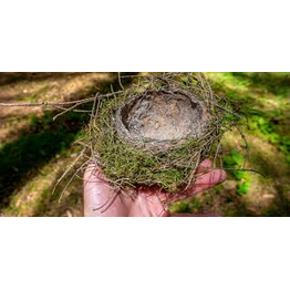 Birds nests