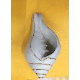 Lakshmi valamburi sangu conch