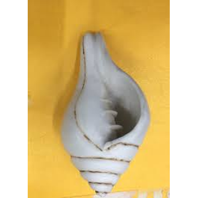 Lakshmi valamburi sangu conch