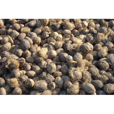 Black Pepper Whole