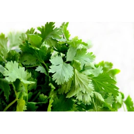 Coriander leaves