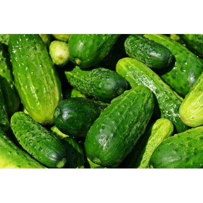 Cucumber