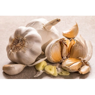 Garlic