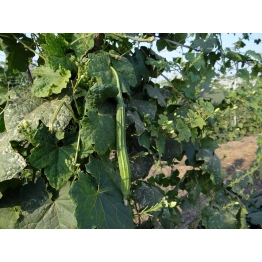 Ridge Gourd