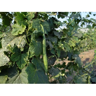 Ridge Gourd