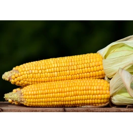 Sweet Corn