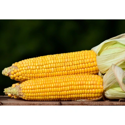 Sweet Corn