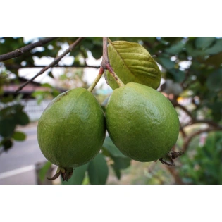 Guava