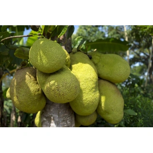 Jackfruit