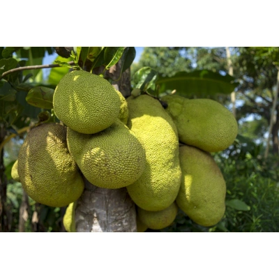 Radha Agro Jackfruit