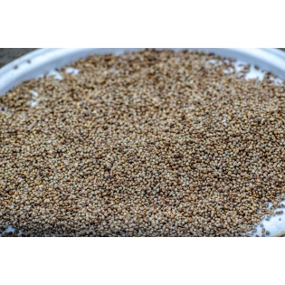 Peral Millet (Bajra)