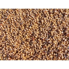 Sorghum (Jowar)