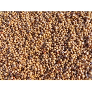 Sorghum (Jowar)