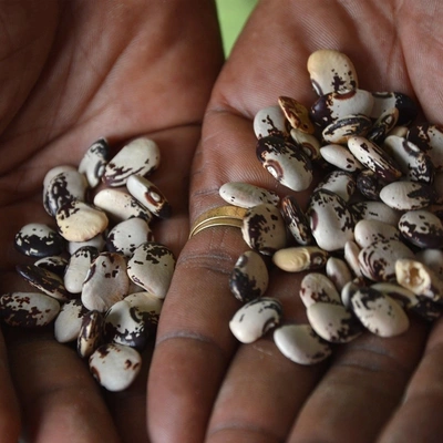 Harshita Universal Lima Beans