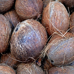 Matured Coconuts