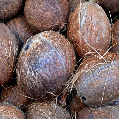 Matured Coconuts