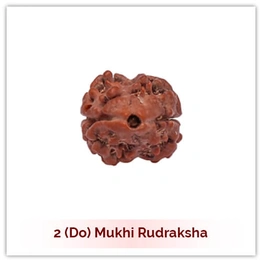 Siddh 2 (Do) Mukhi Rudraksha