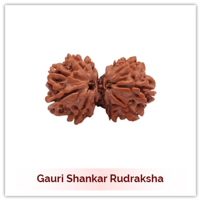 Siddh Gauri Shankar Rudraksha