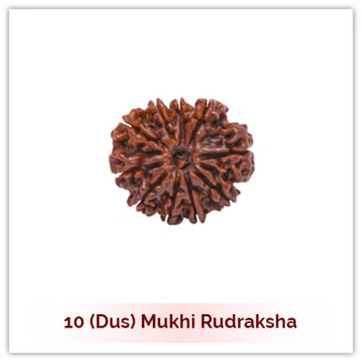 Siddh 10 (Dus) Mukhi Rudraksha