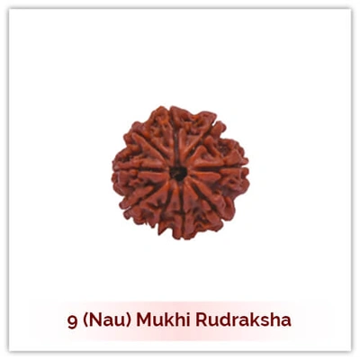 Siddh 9 (Nau) Mukhi Rudraksha