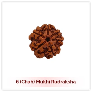 Siddh 6 (Chah) Mukhi Rudraksha