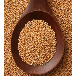 Yellow Mustard Seeds