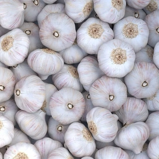 Garlic