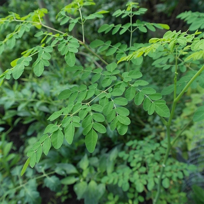 Varoon Enterprises Moringa Leaves