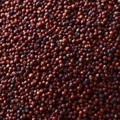 Finger Millet