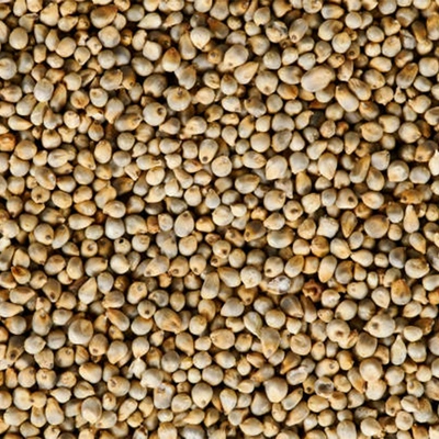 Pearl Millet