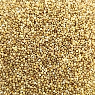 Kodo Millet