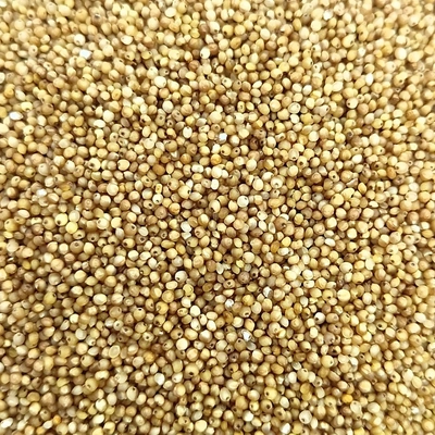 Kodo Millet