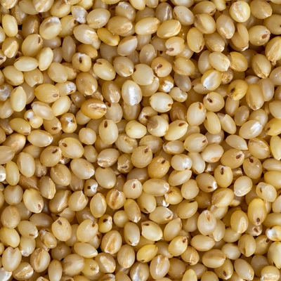 Foxtail Millet